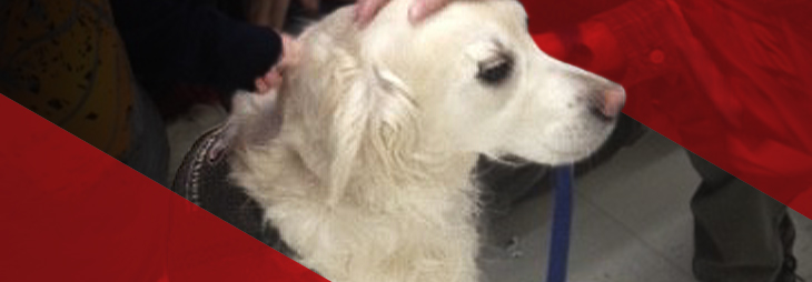 Pet Therapy at Arkansas Heart Hospital